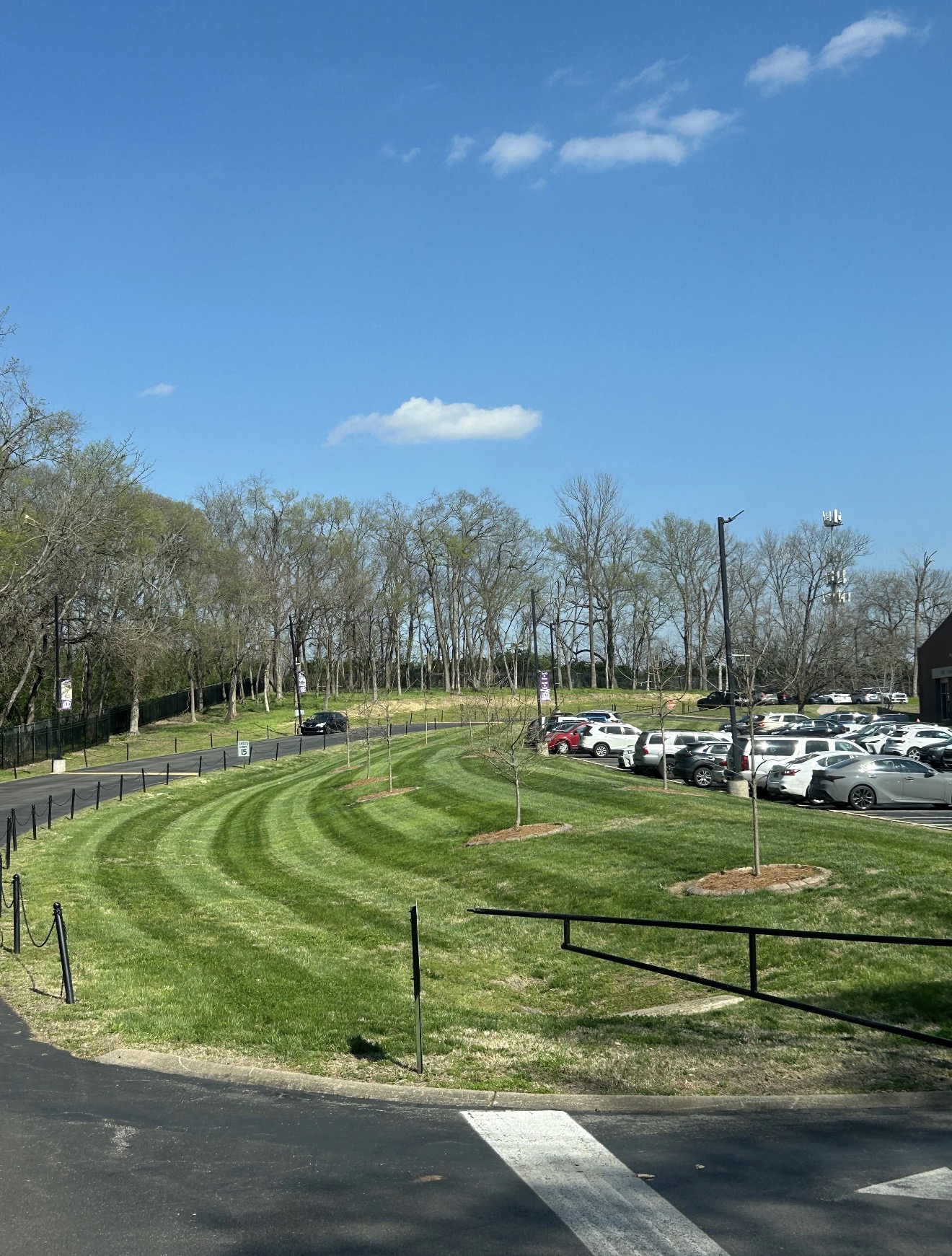 Sweeping commercial lawn with crisp curved mow stripes around young trees